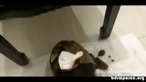 Chinese Scat Love – Lucky Slave Jerks Off While Eating The Shit